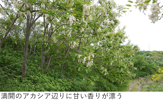 【国産純粋蜂蜜】北海道産 アカシア蜂蜜 1kg パック入り［