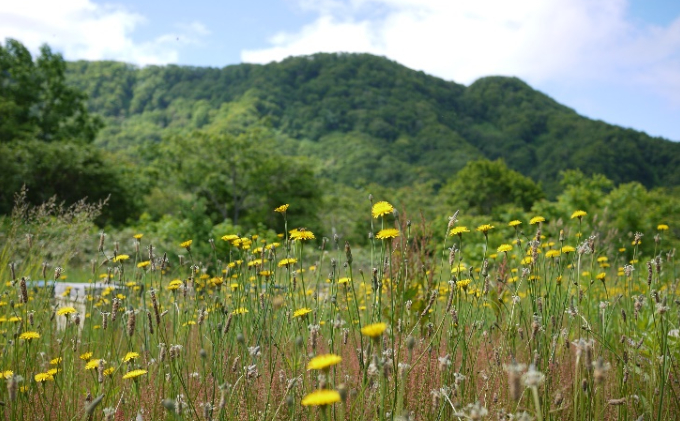 【国産純粋蜂蜜】北海道産 野の花蜂蜜(百花蜜) 1kg パック入