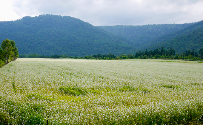 【国産純粋蜂蜜】北海道産 そばと野草の蜂蜜(百花蜜) 1kg ビ