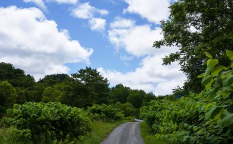 【国産純粋蜂蜜】北海道産 野の花蜂蜜(百花蜜) 1kg パック入り［ナルセ養蜂場］【 はちみつ ハチミツ 蜂蜜 ハニー 無添加 天然 健康 美容 料理 無添加 純粋 希少 大容量 ギフト プレゼント 自宅用 家庭用 北海道 十勝 幕別 】