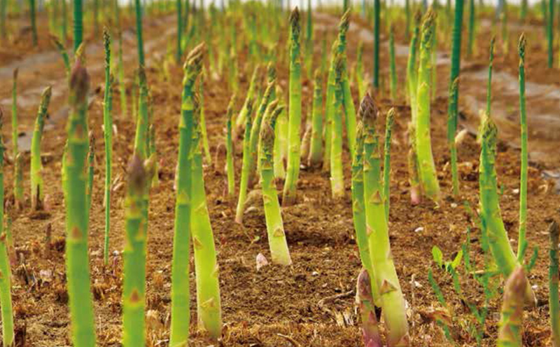 [2026年発送/先行予約] 北海道 十勝産 ハウスグリーンアスパラ 1kg (M～3L)【 アスパラ アスパラガス グリーン 野菜 北海道 十勝 幕別 】