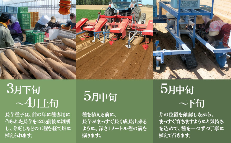 北海道 十勝の大地が育てたシャキシャキ食感と強い粘り 幕別産 長いも 2Lサイズ 10kg［木川商店］【 長いも 長芋 ながいも ナガイモ とろろ 芋 いも 野菜 10kg 5kg  産地直送 旬 濃厚 北海道 十勝 幕別 】