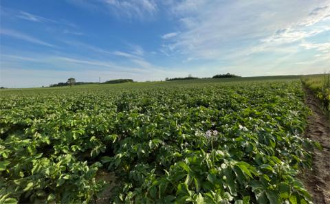先行予約/2026年秋発送 北海道 十勝 幕別産 じゃがいも 北海こがね 約10kg 【横山農園】 野菜 根菜 フライドポテト ポテトチップス 変色しにくい 煮崩れしにくい 黄金色 北海道のジャガイモ