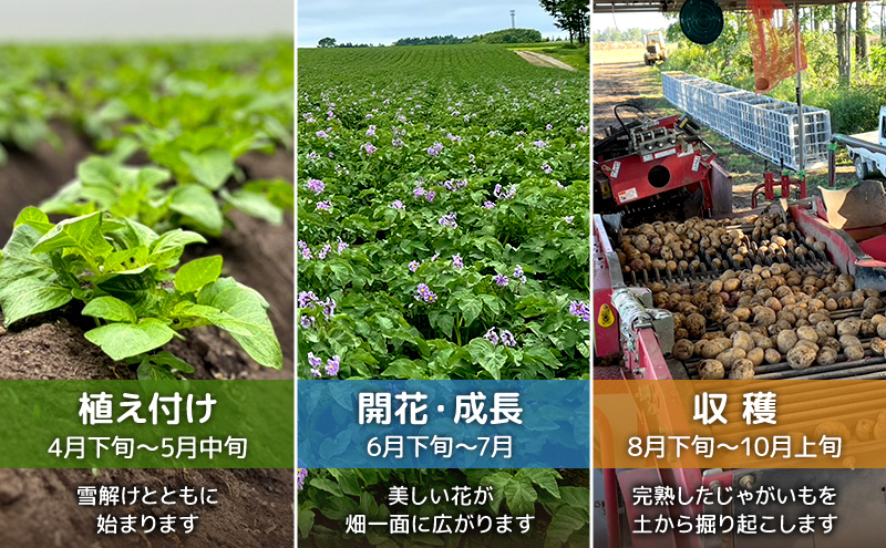 先行予約/2026年秋発送 北海道 十勝 幕別産 じゃがいも インカのめざめ 約5kg【横山農園】 野菜 根菜 フライドポテト ポテトチップス 変色しにくい 煮崩れしにくい 黄金色 北海道のジャガイモ