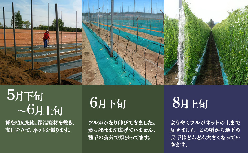 北海道 十勝の大地が育てたシャキシャキ食感と強い粘り 幕別産 長いも 2Lサイズ 10kg［木川商店］【 長いも 長芋 ながいも ナガイモ とろろ 芋 いも 野菜 10kg 5kg  産地直送 旬 濃厚 北海道 十勝 幕別 】