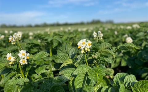 先行予約/2026年秋発送 北海道 十勝 幕別産 じゃがいも とうや 約10kg 【横山農園】 野菜 根菜 食材 煮崩れしにくい サラダ 煮込み料理 肉じゃが カレー シチュー 北海道のジャガイモ