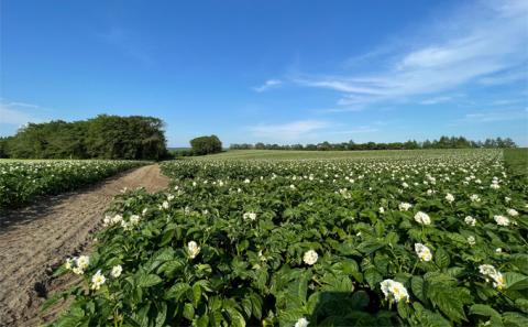 先行予約/2026年秋発送 北海道 十勝 幕別産 じゃがいも 北海こがね 約10kg 【横山農園】 野菜 根菜 フライドポテト ポテトチップス 変色しにくい 煮崩れしにくい 黄金色 北海道のジャガイモ