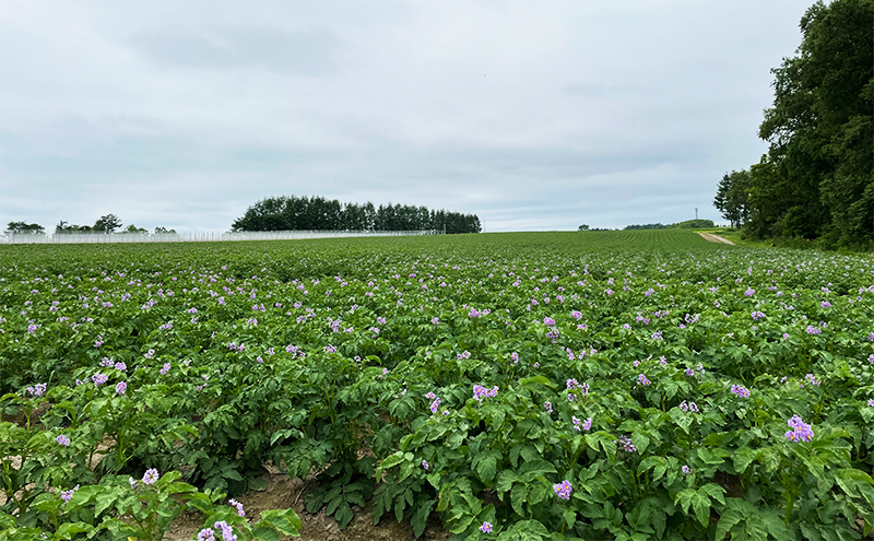 先行予約/2026年秋発送 北海道 十勝 幕別産 じゃがいも インカのめざめ 約5kg【横山農園】 野菜 根菜 フライドポテト ポテトチップス 変色しにくい 煮崩れしにくい 黄金色 北海道のジャガイモ