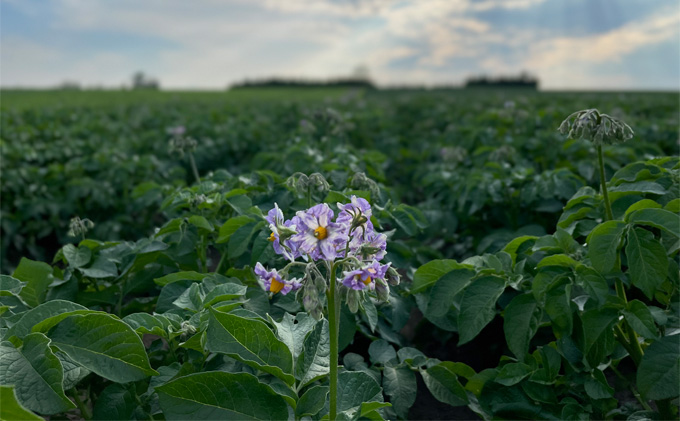 先行予約/2026年秋発送 北海道 十勝 幕別産 じゃがいも メークイン 約5kg 【横山農園】 野菜 根菜 食材 しっとり 崩れにくい 煮込み料理 炒め物 肉じゃが カレー シチュー 北海道のジャガイモ