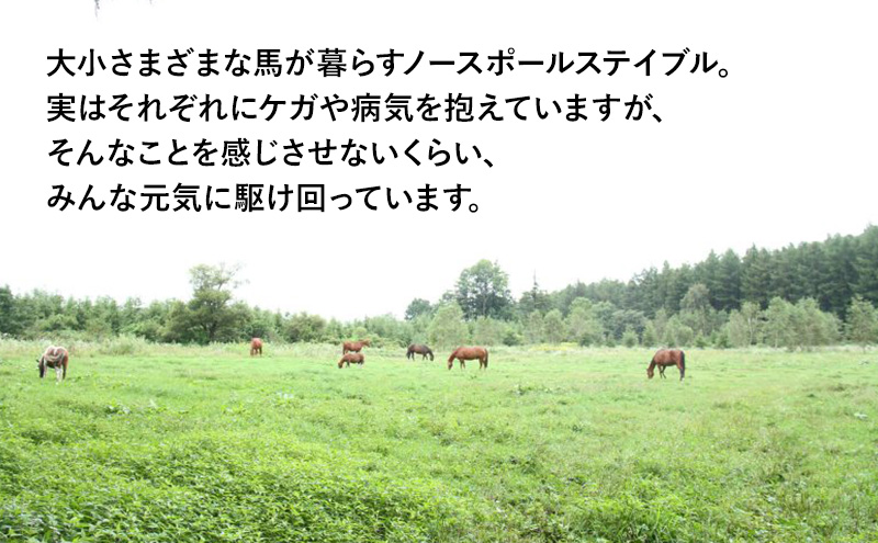【北海道 十勝 幕別町 】ポニーと一緒におさんぽしながら森林浴カフェ［ ペア チケット ］【 牧場 見学 ツアー 体験型 旅 旅行 イベント 夏休み 自由研究 移住 自然 放牧 ガイド 北海道 十勝 幕別 】