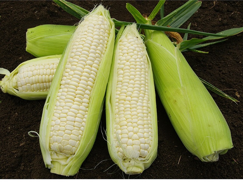 訳あり 北海道 雪の妖精（ホワイトコーン）11～12本入り 約5キロ とうもろこし トウモロコシ 数量限定 期間限定 甘い 朝採り