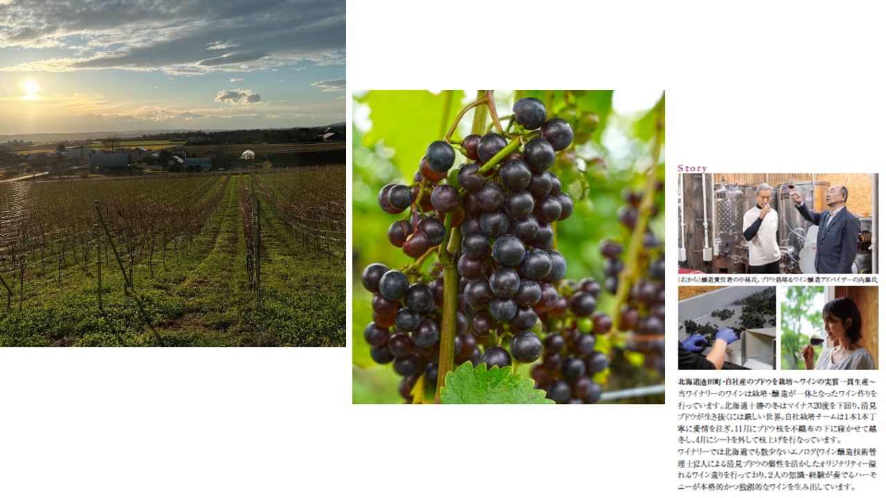 【十勝まきばの家ワイナリー】北海道池田町清見産清見種ワイン2本セット【Story of Kiyomi】