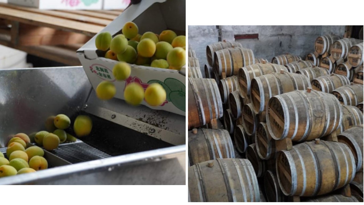 梅酒 ブランデー仕込み 500ml×12本 梅酒 ブランデー 甘口 原酒 熟成 フレンチオーク樽