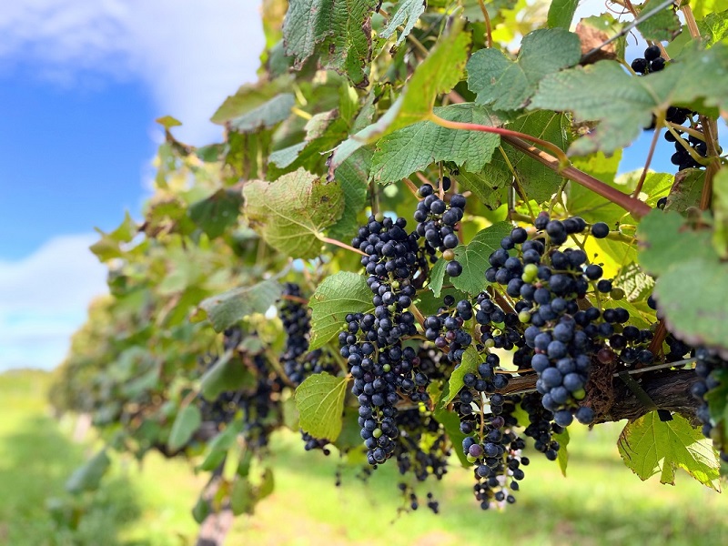 北海道産ビンテージ白12本 最短申込みから2日発送 北海道ワイン 北海道池田町