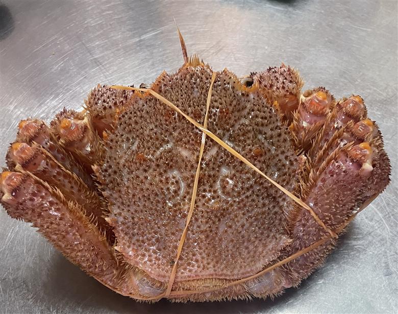 活ゆで毛蟹　2尾で1050～1100g【冷蔵】毛ガニ 毛かに 国産 北海道産