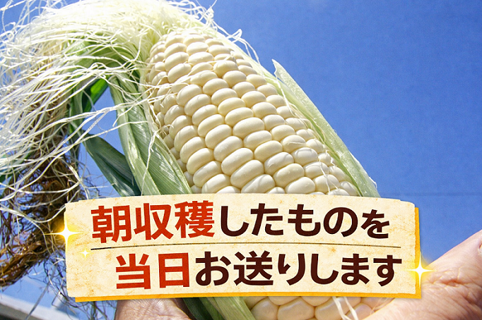 訳あり 北海道 雪の妖精（ホワイトコーン）11～12本入り 約5キロ とうもろこし トウモロコシ 数量限定 期間限定 甘い 朝採り