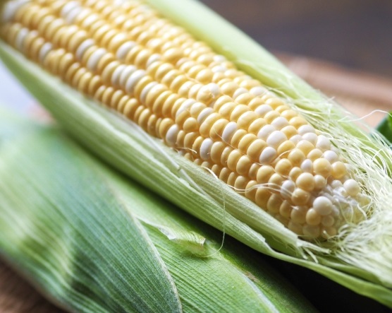 訳あり 北海道 とうもろこし 2種類 合計11～12本 食べ比べセット 雪の妖精（ホワイトコーン）2～9本、あゆみ（歩味、バイカラー）2～9本 期間限定 数量限定 トウモロコシ