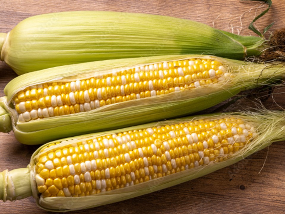 訳あり 北海道 歩味（あゆみ）バイカラーコーン 11～12本入り とうもろこし トウモロコシ 数量限定 期間限定 甘い 朝採れ