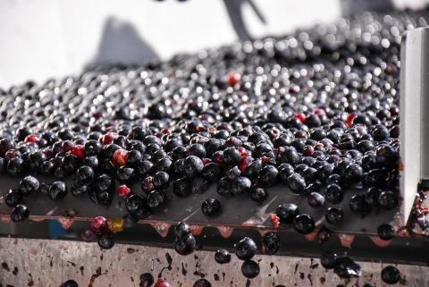 十勝ワインバイザーおすすめワイン赤・白12本セット セレクション 厳選 北海道ワイン 北海道池田町 ビンテージ ヴィンテージ