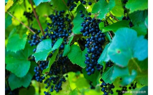 十勝ワイン 新酒2025 赤・白 2本セット 北海道ワイン 北海道池田町 11月20日解禁 数量限定  今年のブドウをいち早く