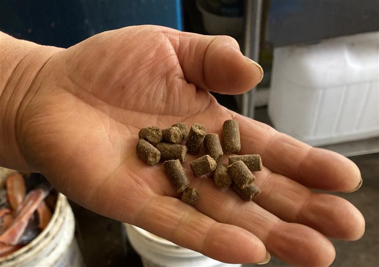  国産ドナルドサーモン（生食用）500g　小分け4パック前後