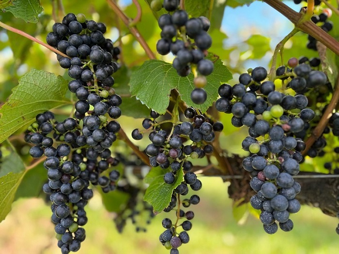 飲み比べて楽しむブレンドワインセット赤2本 十勝ワイン 赤ワイン 北海道ワイン 池田町