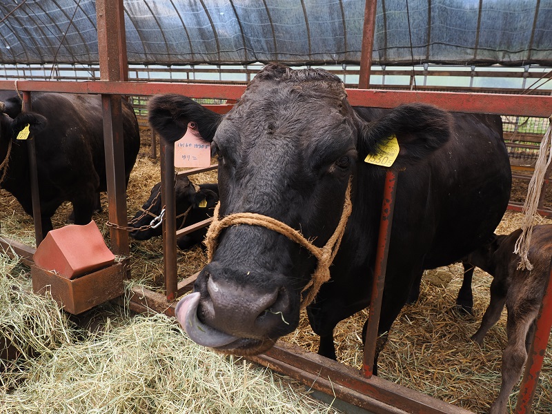 黒毛和牛 ステーキ 極上サーロイン540g（180ｇ×3枚）ブランド牛 十勝ワインビーフ 国産牛 北海道牛