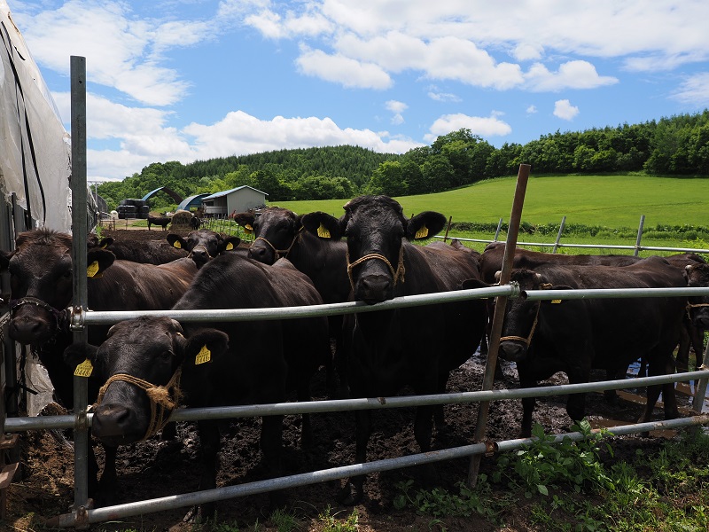 黒毛和牛 ステーキ 極上サーロイン720g（180ｇ×4枚）ブランド牛 十勝ワインビーフ 国産牛 北海道牛