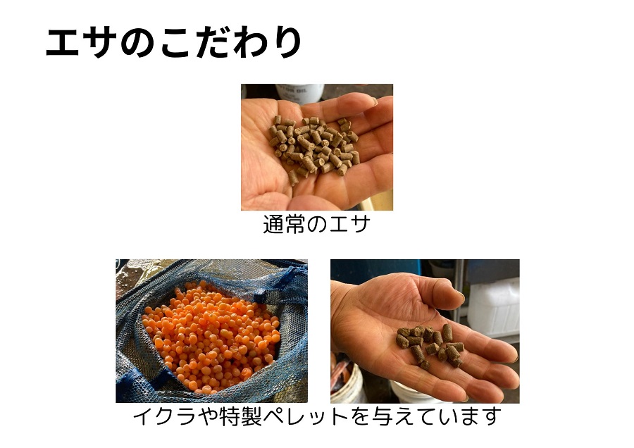 釣り堀チケット（子ども1名）釣り餌付 竿付き ドナルドサーモン 持ち帰り 1時間釣り放題 内臓処理対応 BBQ無料 エサ付 釣り体験