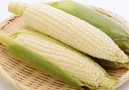 訳あり 北海道 雪の妖精（ホワイトコーン）11～12本入り 約5キロ とうもろこし トウモロコシ 数量限定 期間限定 甘い 朝採り