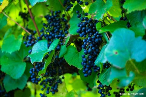 十勝ワイン 清見2本 赤ワイン 北海道ワイン 高級ワイン 北海道池田町 フレンチオーク樽使用 ビンテージ