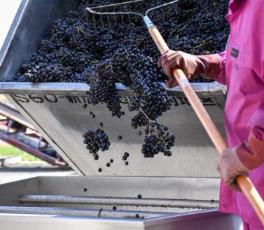 十勝ワインバイザーおすすめワイン赤・白12本セット セレクション 厳選 北海道ワイン 北海道池田町 ビンテージ ヴィンテージ