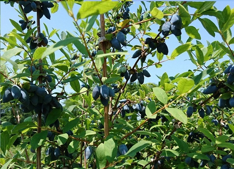 北海道の果実「ハスカップ」セット