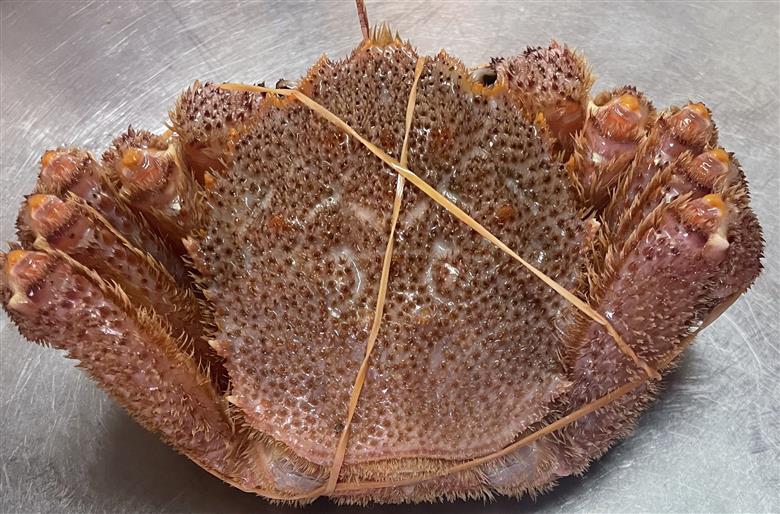 活ゆで毛蟹 2尾で700～770g【冷蔵】毛ガニ 蟹 北海道かに 北海道カニ 国産カニ かに 毛蟹 けがに