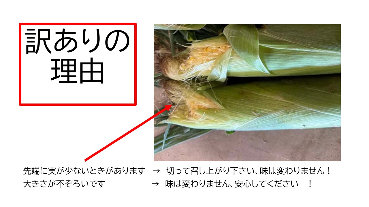 訳あり 北海道 とうもろこし 2種類 合計11～12本 食べ比べセット 雪の妖精（ホワイトコーン）2～9本、あゆみ（歩味、バイカラー）2～9本 期間限定 数量限定 トウモロコシ