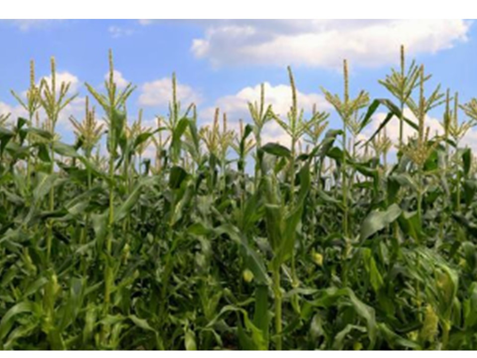 訳あり 北海道 歩味（あゆみ）バイカラーコーン 11～12本入り とうもろこし トウモロコシ 数量限定 期間限定 甘い 朝採れ