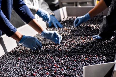 十勝ワイン　清見1本