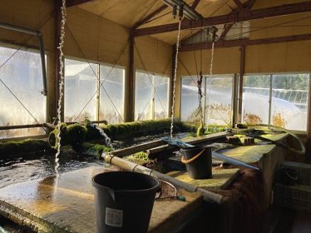 【3月上旬配送】北海道 国産ドナルドサーモン(生食用)　800g 冷凍 小分け 刺身 鮭 海鮮