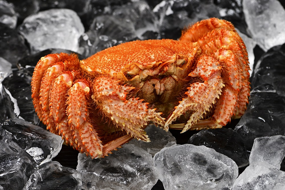 活ゆで毛蟹 2尾で700～770g【冷蔵】毛ガニ 蟹 北海道かに 北海道カニ 国産カニ かに 毛蟹 けがに