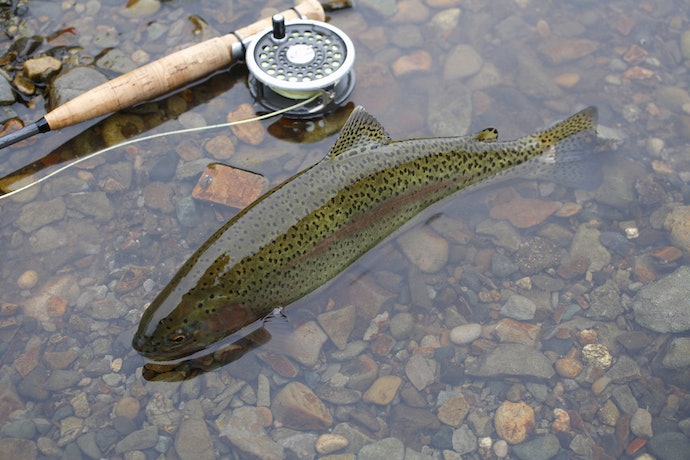 釣り堀チケット（中高生1名）釣り餌付 竿付き ドナルドサーモン 持ち帰り 1時間釣り放題 内臓処理対応 BBQ無料 エサ付 釣り体験