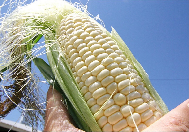 訳あり 北海道 雪の妖精（ホワイトコーン）11～12本入り 約5キロ とうもろこし トウモロコシ 数量限定 期間限定 甘い 朝採り