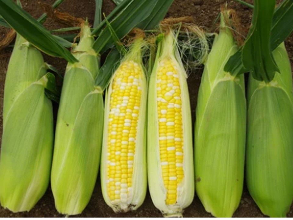 訳あり 北海道 歩味（あゆみ）バイカラーコーン 11～12本入り とうもろこし トウモロコシ 数量限定 期間限定 甘い 朝採れ