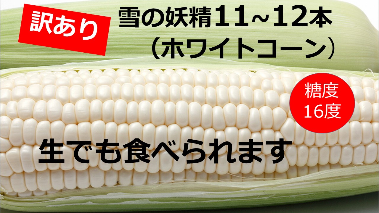 訳あり 北海道 雪の妖精（ホワイトコーン）11～12本入り 約5キロ とうもろこし トウモロコシ 数量限定 期間限定 甘い 朝採り