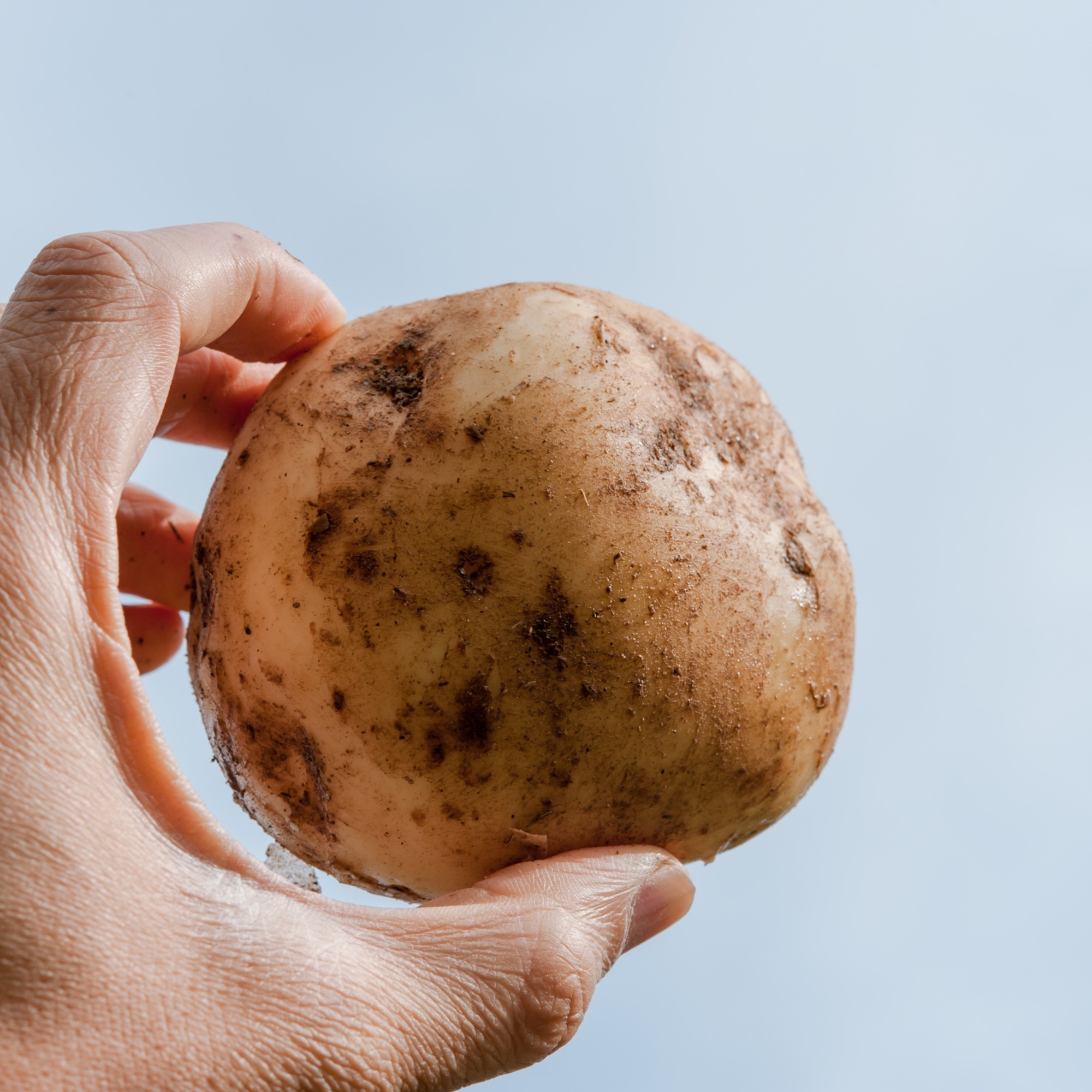 十勝野じゃがいも詰合せセット10kg（きたあかり・メークイン）【2025年産】（先行受付）［按田農場］"北海道 十勝 豊頃町"