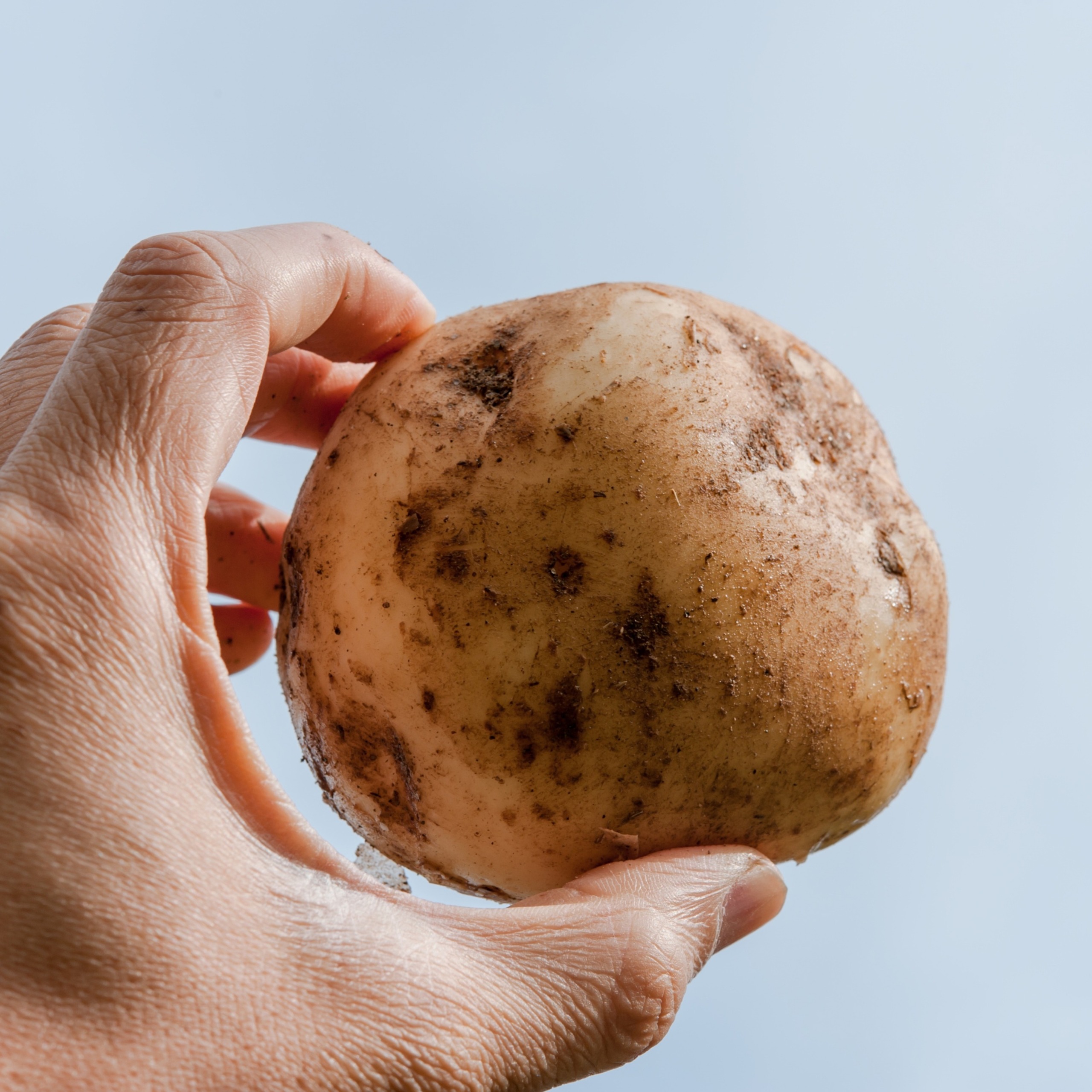 越冬十勝野じゃがいも詰合せセット10kg（きたあかり・メークイン）【2026年春出荷】（先行受付）［按田農場］"北海道 十勝 豊頃町"