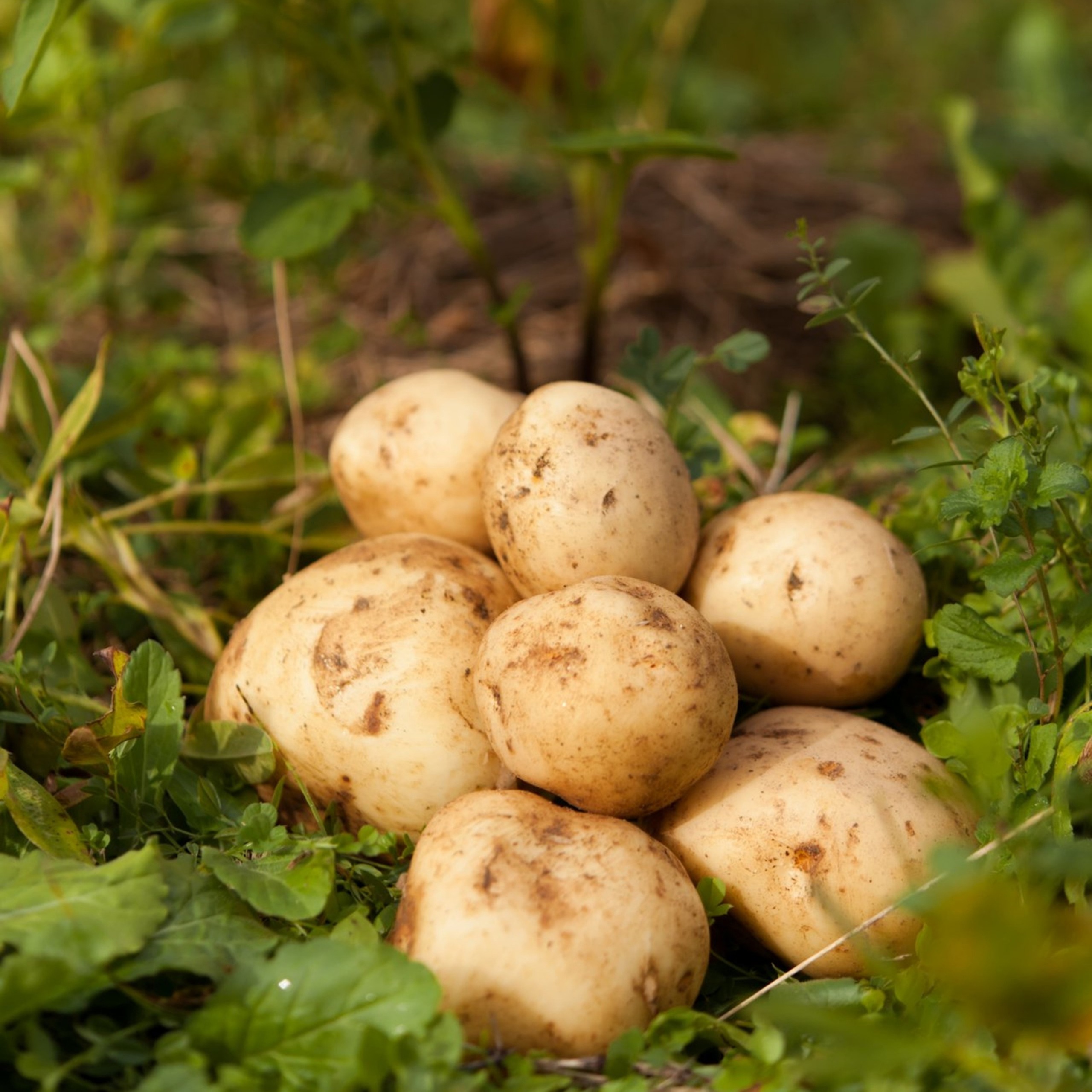 北海道十勝豊頃産とうや10kg 【2026年秋出荷】（先行受付）［安田農場］"北海道 十勝 豊頃町"