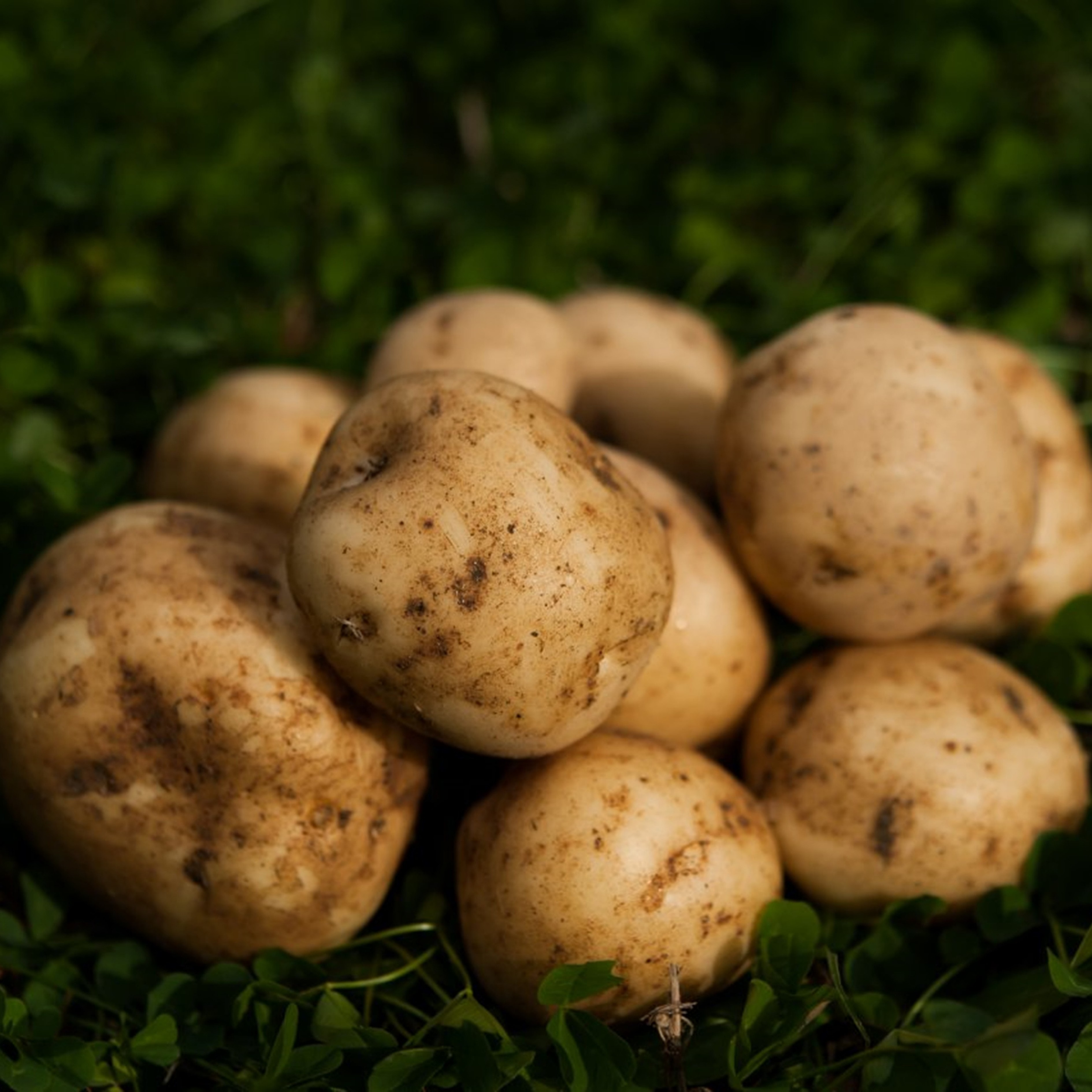 北海道十勝豊頃産ホッカイコガネ10kg 【2026年秋出荷】（先行受付】［安田農場］"北海道 十勝 豊頃町"