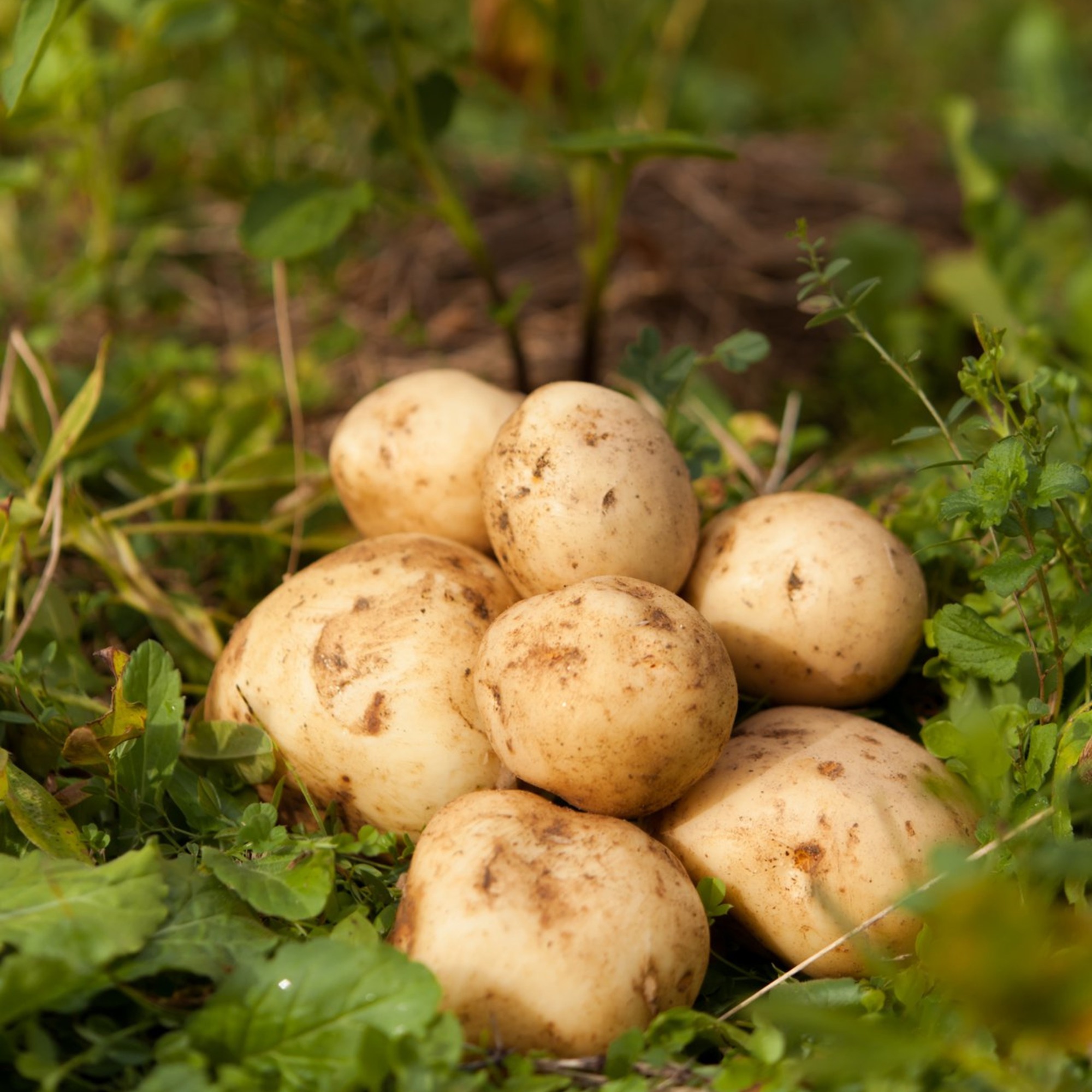 十勝野じゃがいも メークイン10kg【2025年産】（先行受付）［按田農場］"北海道 十勝 豊頃町"