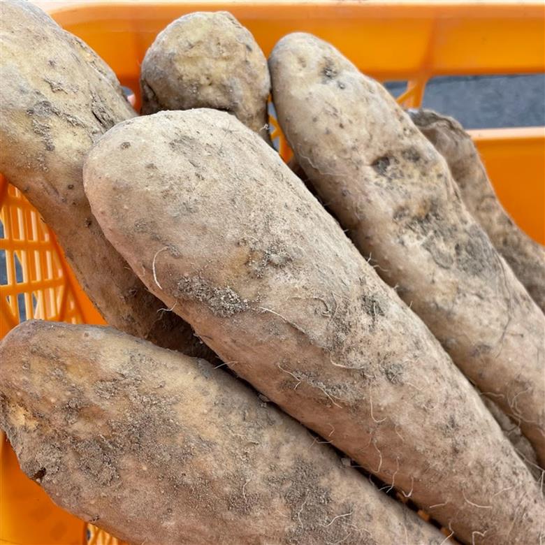 【訳あり】十勝豊頃産ながいも8.0kg 【2026年春出荷】（先行受付）【植村農場】"北海道 十勝 豊頃町"