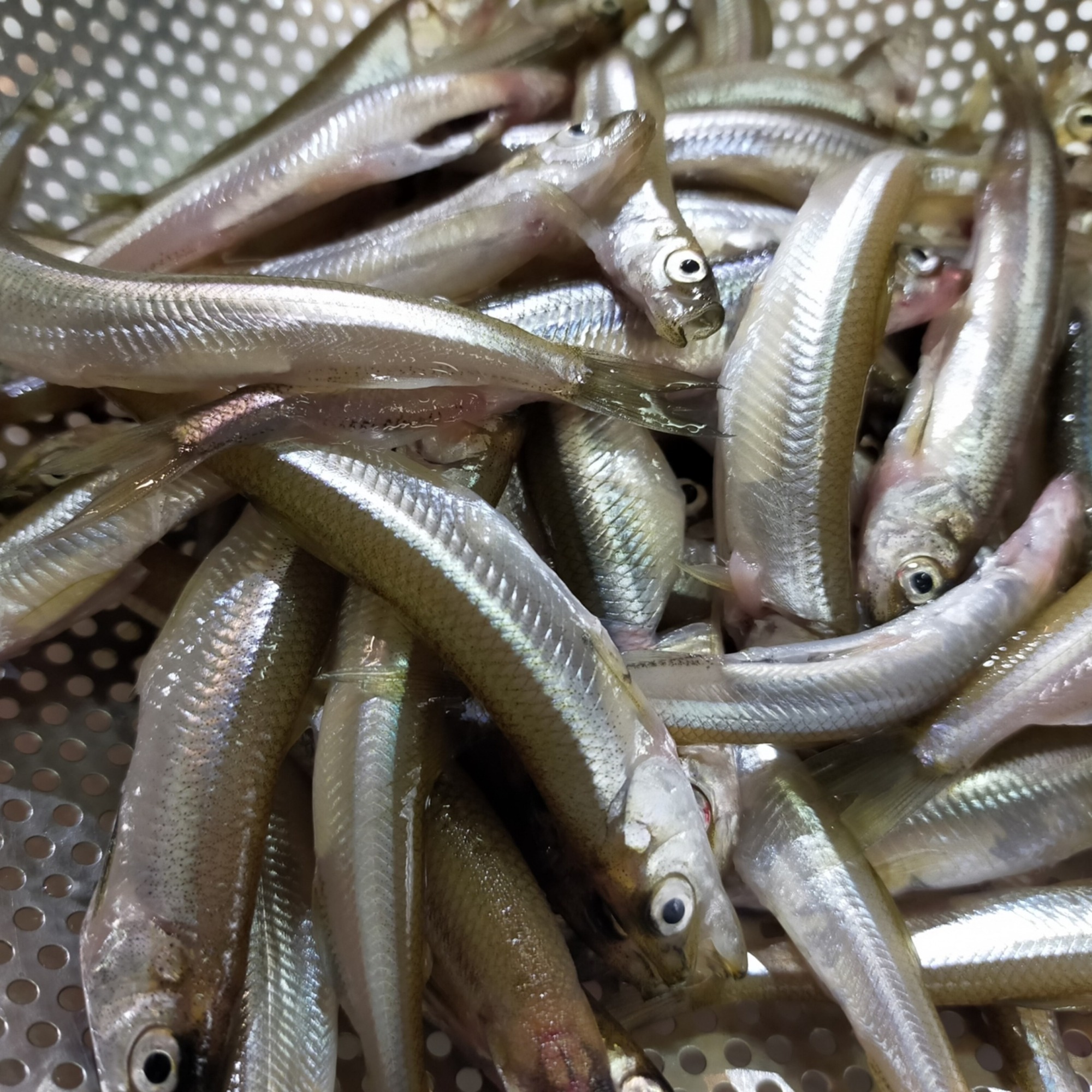 北海道十勝豊頃大津産 漁師手作りわかさぎの佃煮600g［中村水産］"北海道 十勝 豊頃町"